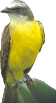 pajaro